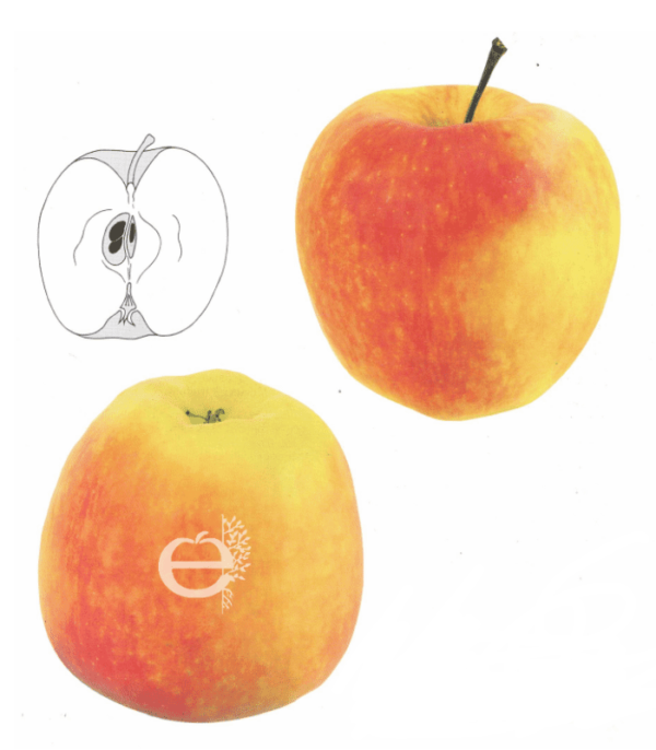 Pommier Delbarestivale®