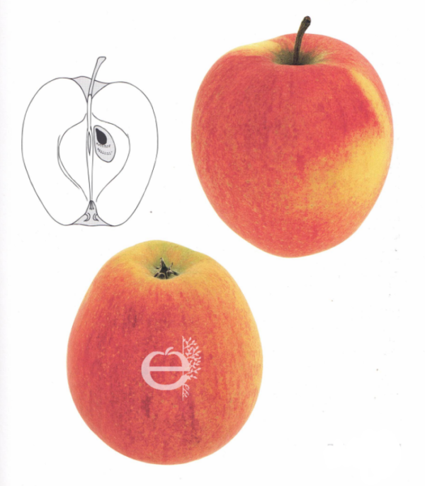 Pommier Maigold