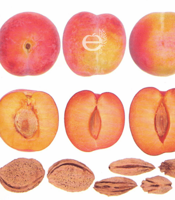 Prunier Prune Monsieur