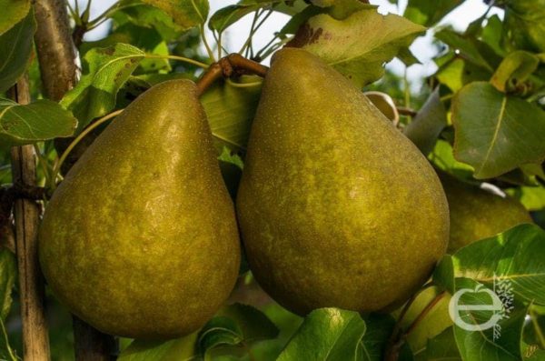 Poirier Delbard Gourmande®