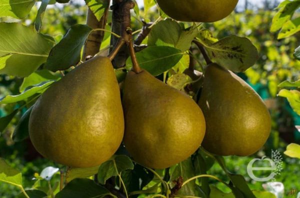 Poirier Delbard Gourmande® – Image 2
