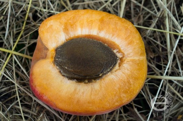 Abricotier Orangered – Image 3