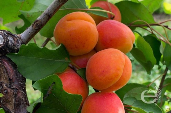 Abricotier Orangered – Image 2